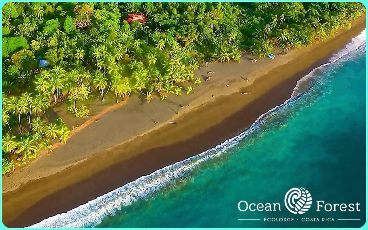 Ocean Forest Ecolodge San Pedrillo Exteriör bild