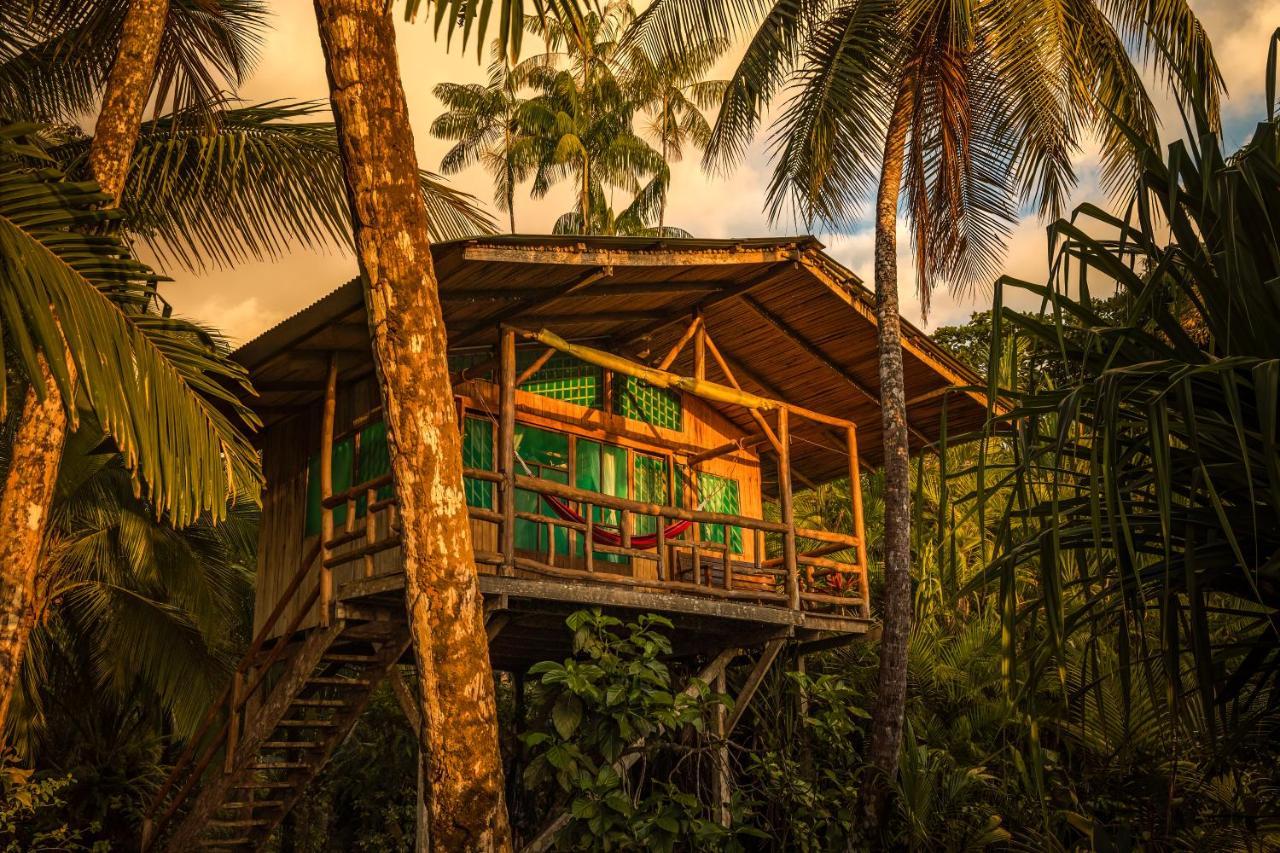 Ocean Forest Ecolodge San Pedrillo Exteriör bild