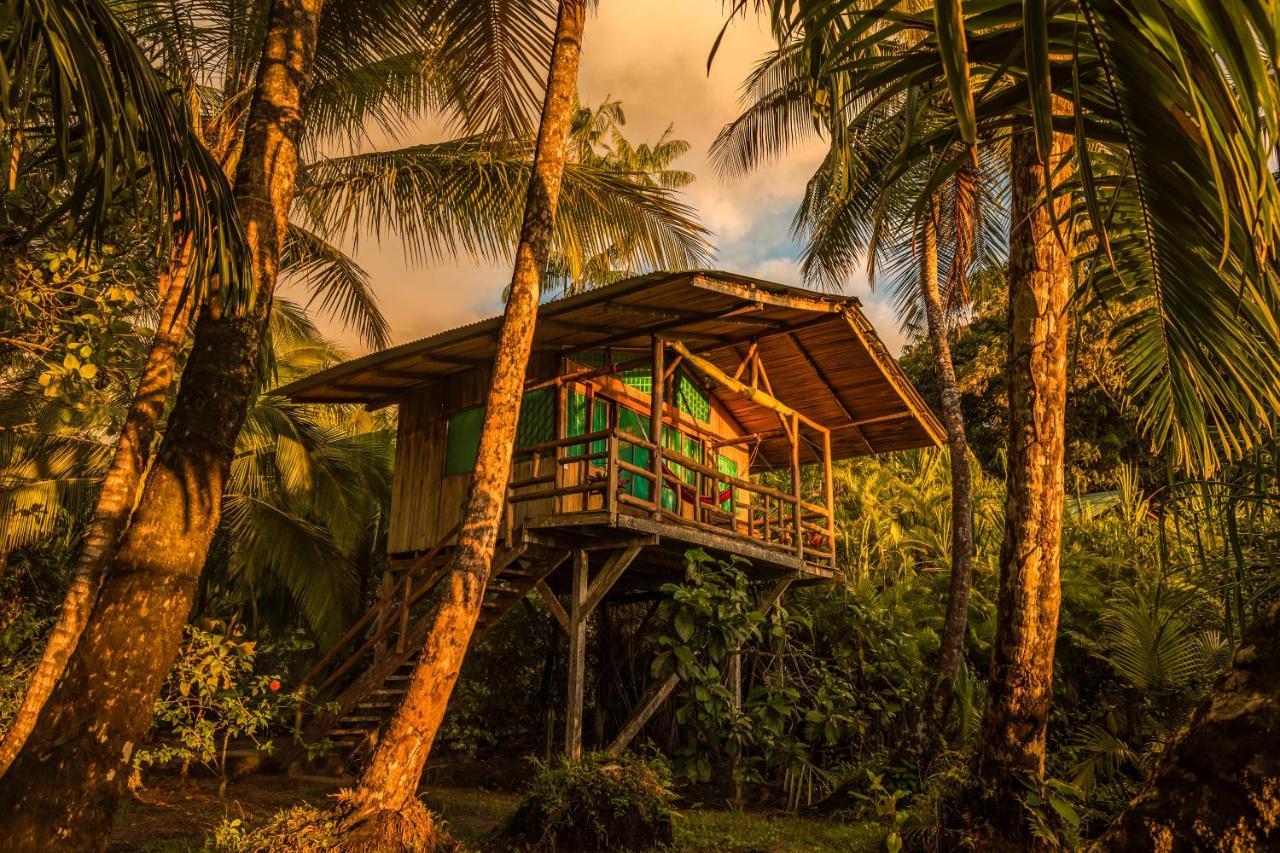 Ocean Forest Ecolodge San Pedrillo Exteriör bild